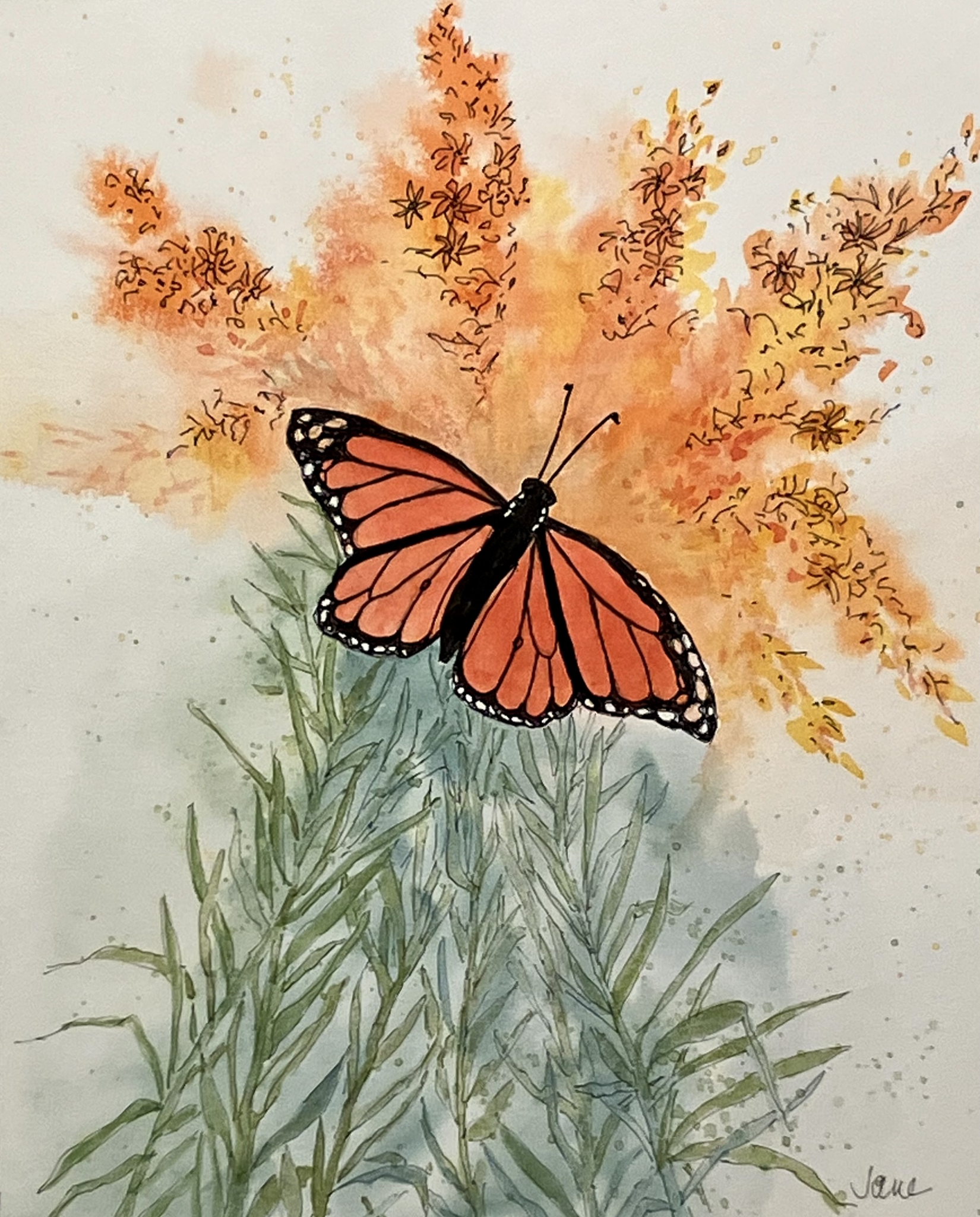 Click here to view MONARCH ON BUTTERFLY WEED by Jane Wallor Collins